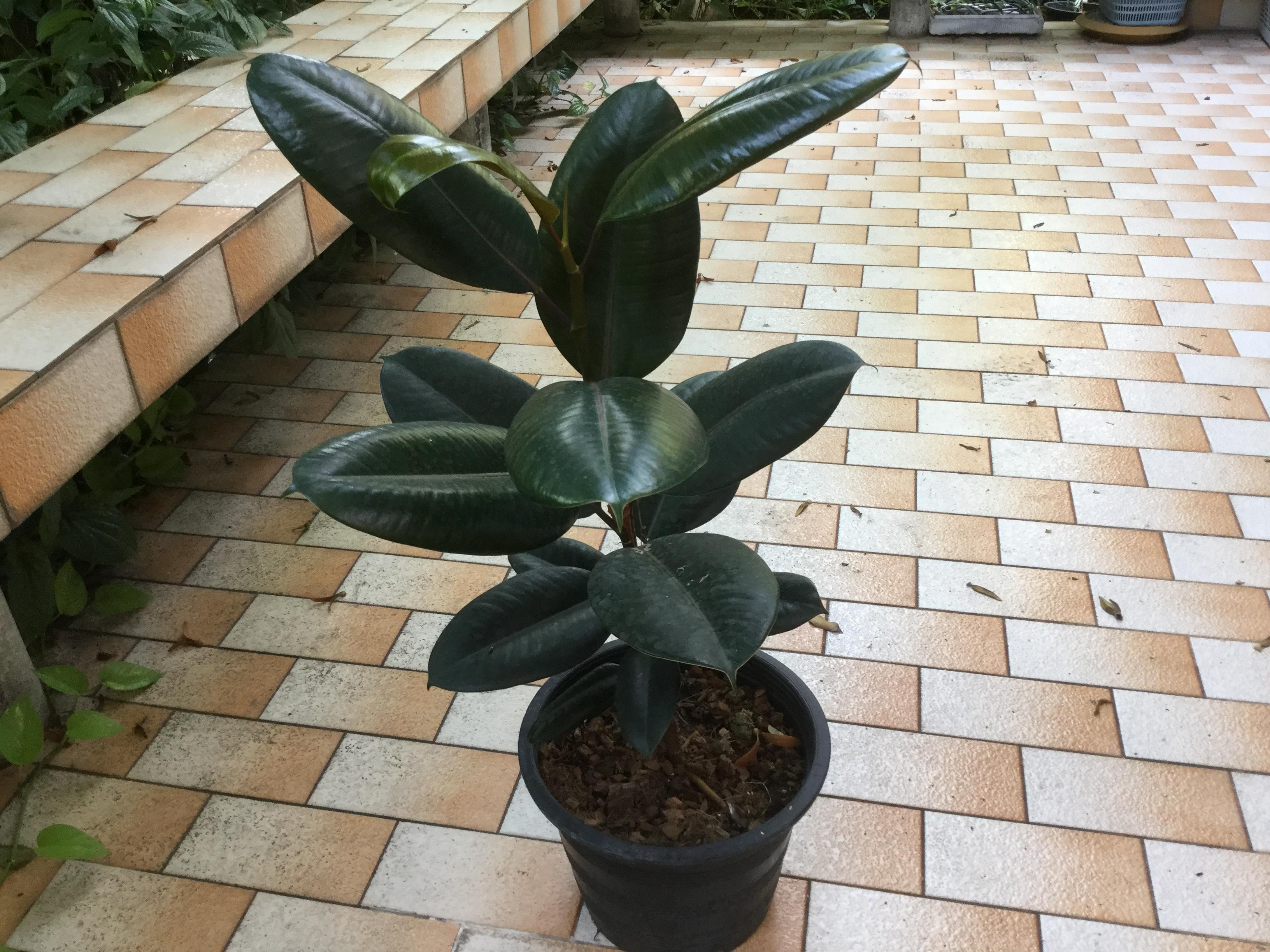 ต้นยางอินเดีย ใบดำ สูง 60-80 ซม. / ต้น