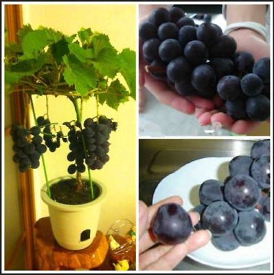 องุ่นดำเคียวโฮญี่ปุ่นบอนไซ (Kyoho grape) / 18 เม็ด (นอก)