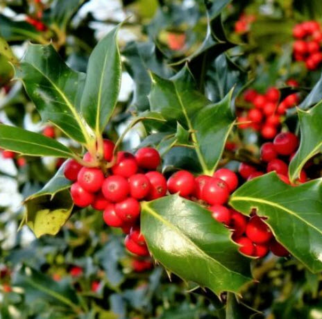 อิงลิช ฮอลลี่ (English Holly / Common European Holly) / 10 เม็ด (UK)*