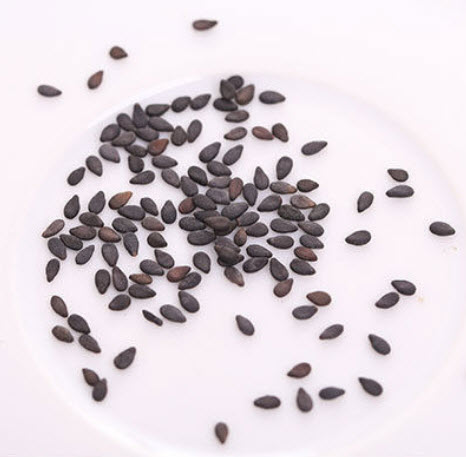 ยูคาลิปตัส แฟนซีฮาวาย (Hawaii Rainbow Eucalyptus) / 25 เม็ด (นอก)