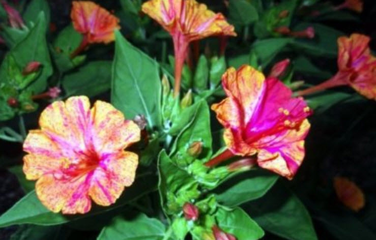 บานเย็น คละสี / 18 เม็ด (Ukraine)