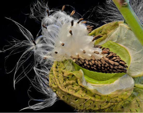 หงส์เหิร / สวอนแพลนท์ หรือ บอลลูน ฟรุต (Balloon fruit) / ซอง 25 เม็ด (Portugal)