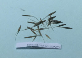 หญ้าน้ำพุแดง (Fountain Grass Red) แดง / 10 เม็ด (Moldova)