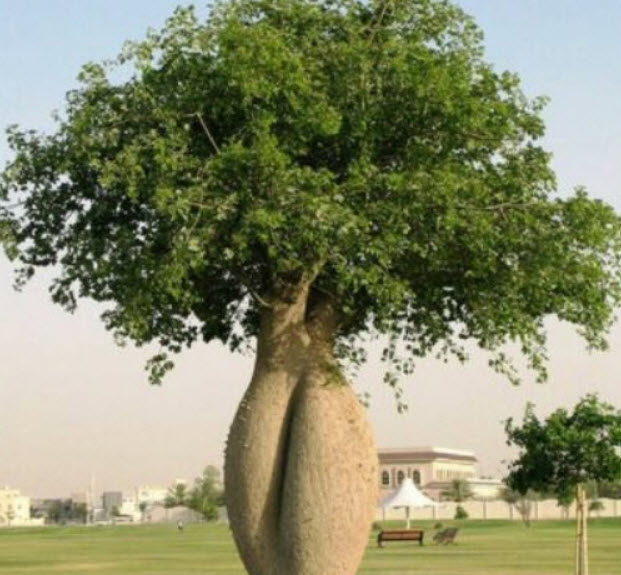 งิ้วชมพู ไหมจุรี Bottle Tree / 5 เม็ด (Portugal)