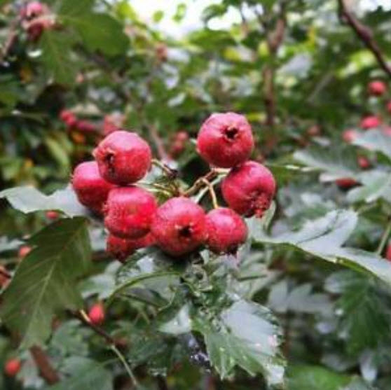 Hawthorn (ซานจา) / 50 เมล็ด