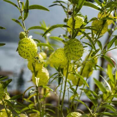 หงส์เหิร หรือบอลลูน ฟรุต (Balloon fruit) / 50 เม็ด