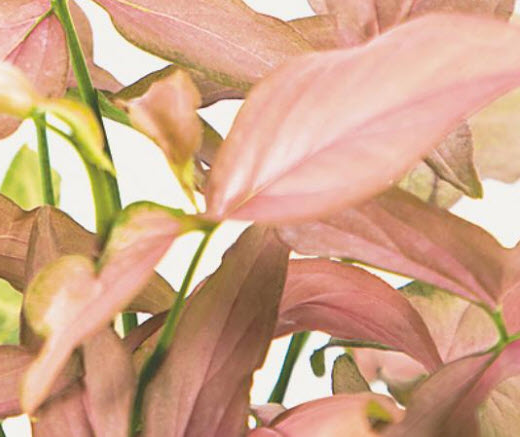 เงินไหลมา พิ้งค์ อัลลูชัน (Syngonium - Pink Allusion) กระถาง 6 นิ้ว