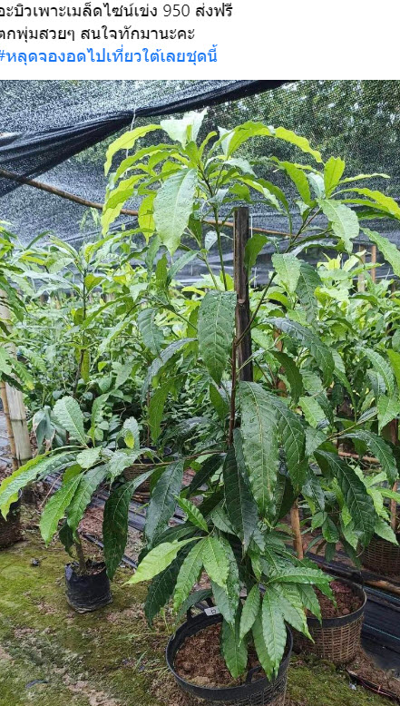 ต้นเอบิวไต้หวัน เพาะเมล็ด สูง 1.0~1.4m. ปลูกเลี้ยงในเข่ง