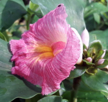 ต้นเอื้องหมายนา (Malay ginger) ดอกชมพู ถุงดำ สูง 40 ซ.ม. ขึ้นไป / ต้น