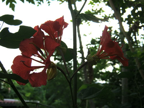 ต้นกาหลง ดอกแดง สูง 20-30 ซ.ม. / ต้น