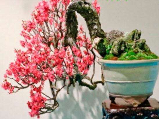 ไห่ถัง หรือแครปแอปเปิ้ล (Crabapple) / 10 เม็ด (UK)