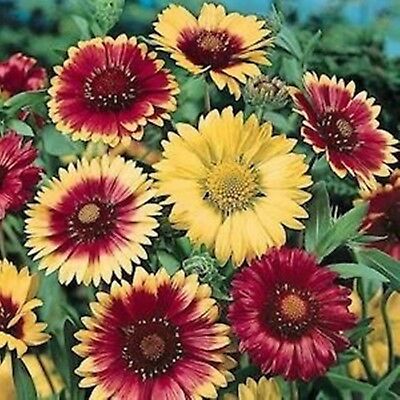 เดือนฉาย หรือ เกลลาเดียร์ (Blanketflower / Gaillardia) คละ / 200 เม็ด (Ukraine)