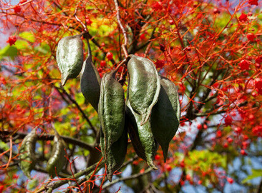 เพลิงภาณุ (Illawarra Flame Tree) / 10 เม็ด (Portugal)