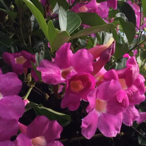 ต้นม่วงมณีรัตน์ หรือ บานบุรีสีม่วง purple begonia สูง 100-120 ซ.ม. / ต้น