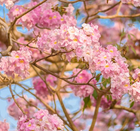 ชมพูพันธ์ทิพย์ (Pink Trumpet Tree) / 100 เม็ด
