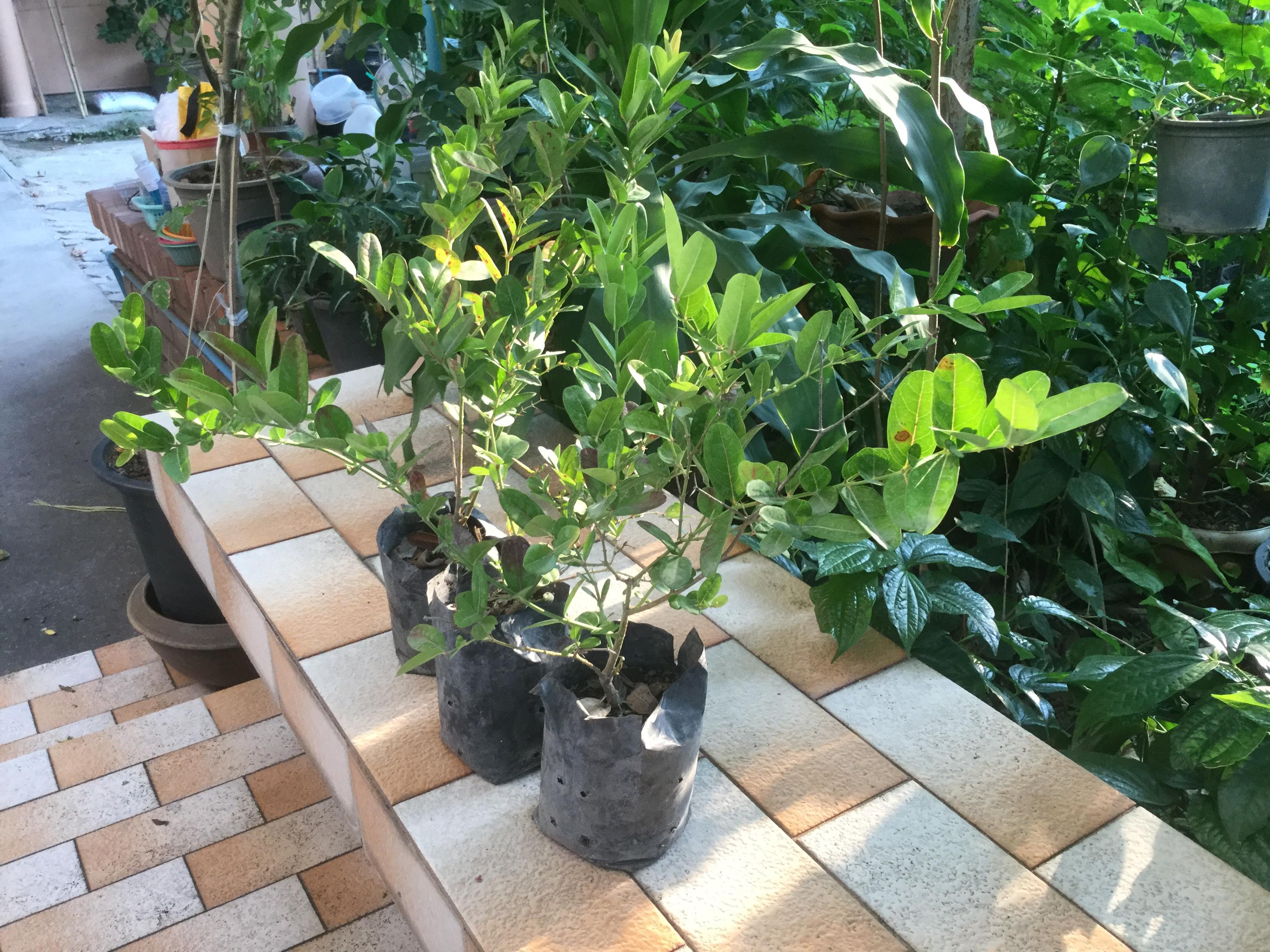 ต้นมะนาวโห่ สูง 30-50 ซ.ม. / ต้น