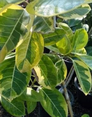 ต้นยางอินเดีย ใบด่าง สูง 30-50 ซ.ม. / ต้น