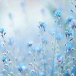 สตาร์ ฟลาวเวอร์ (Star Flower) สีฟ้า / 25 เม็ด (นอก)