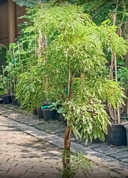 ต้นเล็บครุฑทอดมัน หรือครุฑตรี กระถาง 10 นิ้ว สูง 60-80 ซ.ม.