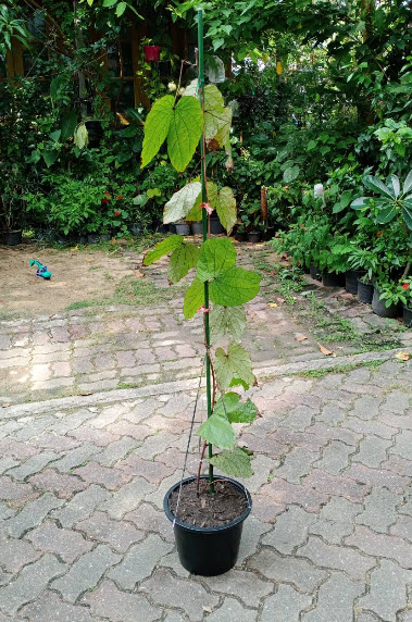 ต้นใบไม้สีทอง หรือย่านดาโอ๊ะ ไม้หายาก กระถาง 8 นิ้ว สูง 60-80 ซ.ม.