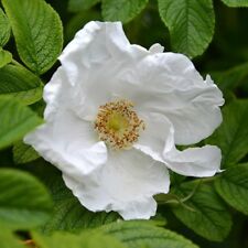 Rosa rugosa Alba หรือกุหลาบญี่ปุ่นขาว / 5 เม็ด (USA)