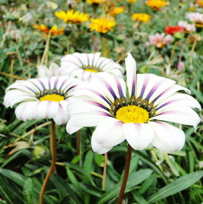 กาซาเนีย (Gazania) คละ / ซอง 50 เม็ด (A029)
