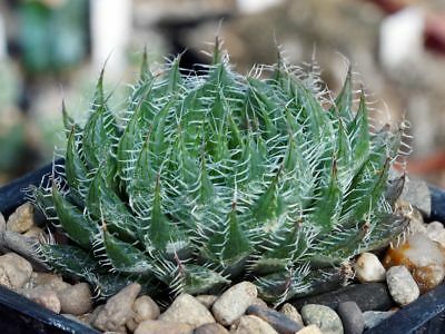 ฮาโวเทีย (Haworthia) คละ 13 แบบ / 200 เม็ด