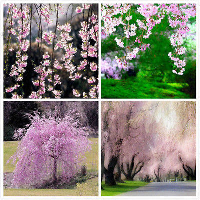 วีบพิ่ง เชอรี่ (Weeping Cherry - Pink Fountain) / 20 เม็ด
