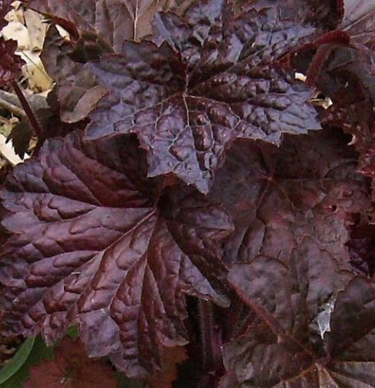 ฮิวเชร่า (Heuchera - Palace Purple) / 50 เม็ด (Australia)*