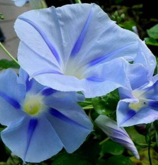 มอนิ่ง กลอรี่ สีฟ้า (Morning glory - Heavenly Blue) / 25 เม็ด (Portugal)