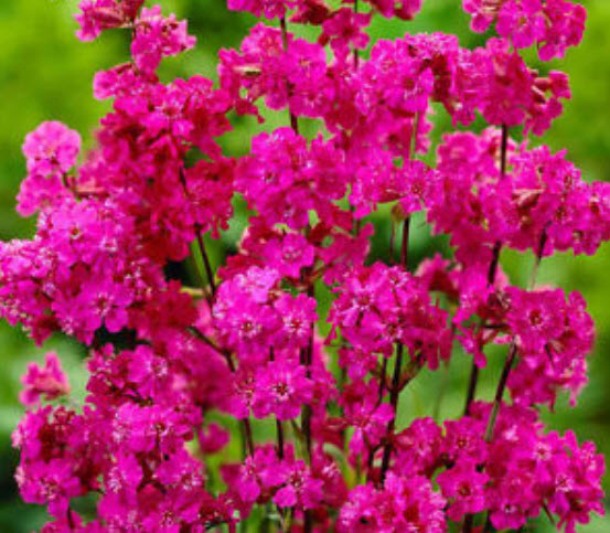 แคทฟลายร์ (Catchfly - Lychnis viscaria) สีชมพู / 2,500 เม็ด (UK)