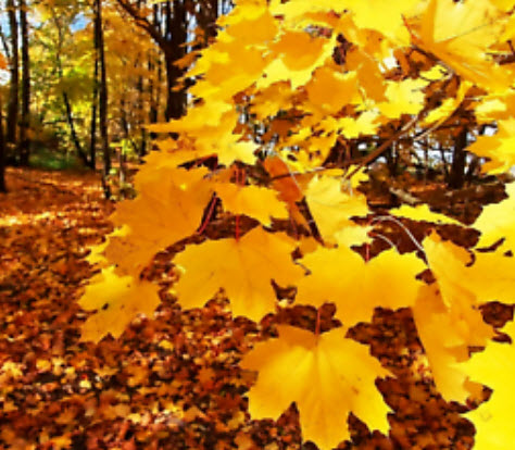 เมเปิ้ลต้น (Maple) เหลือง Norway Gold / 10 เม็ด (นอก)