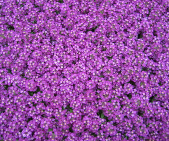 อลิสซั่ม หรือสวีทอลิสซั่ม (Sweet Alyssum) สีม่วง / 2,500 เม็ด (UK)*