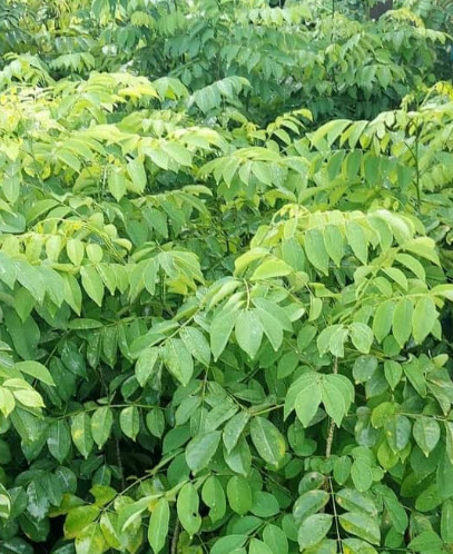 ต้นคูนม่วงแคระ คูนดอกสีม่วง ม่วงระย้า ดอกหอม สูง 60-80 ซ.ม.