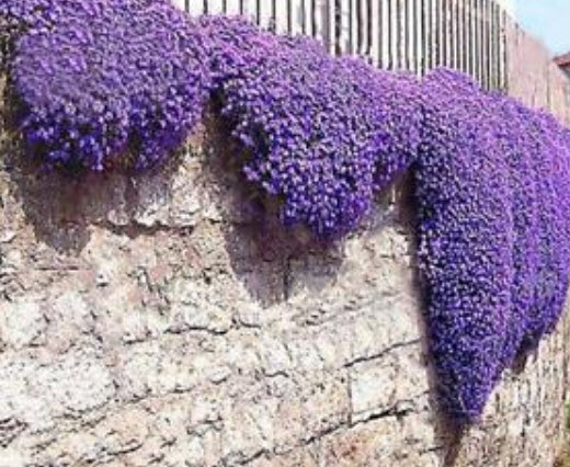 ร็อคคริส (Rock Cress) สีม่วง / 50 เม็ด