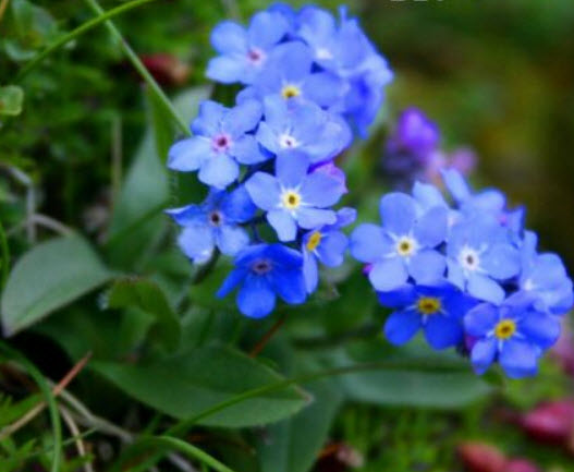 อัลไพน์ ฟอร์เก็ตมีน็อท ( Alpine Forget Me Not) สีฟ้า / 25 เม็ด (UK)