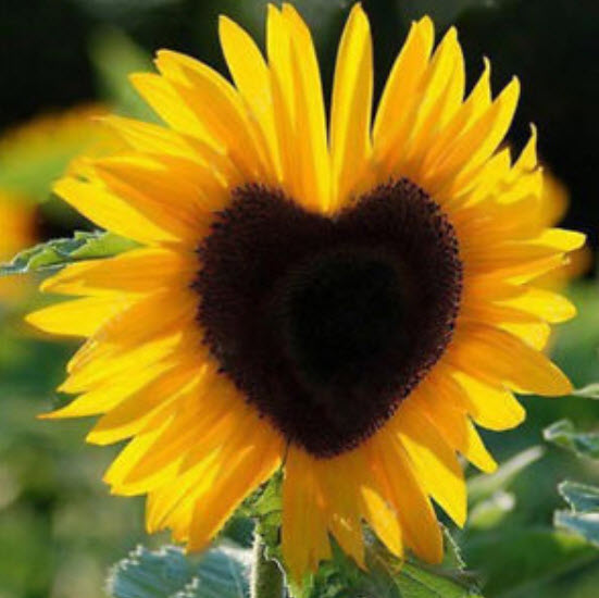 ทานตะวัน (Sunflower) คละ / 100 เม็ด