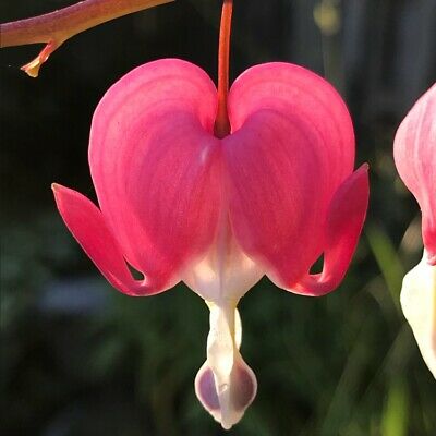 หทัยหยาดทิพย์ (Bleeding Heart) คละ / 20 เม็ด