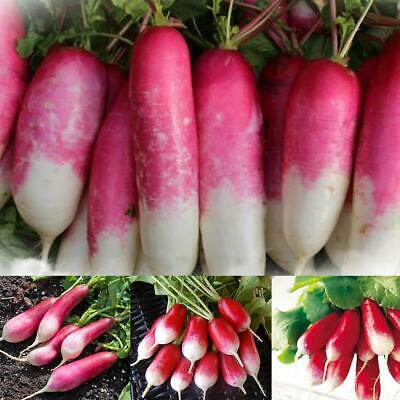 หัวไชเท้าแดง - French Breakfast แพ็คใหญ่ / 5,000 เม็ด (UK)