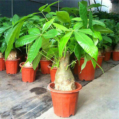 ศุภโชค หรือนุ่นน้ำ (Money tree) / 10 เม็ด (นอก)