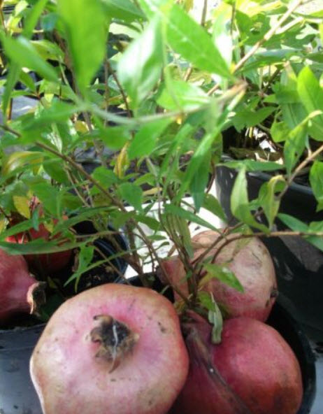 ทับทิมตุรกี ผลใหญ่ (Giant Turkey) / 10 เม็ด (UK)