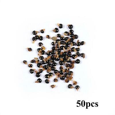 แคคตัสหางลิง (Monkey Tail Cactus) / 50 เม็ด