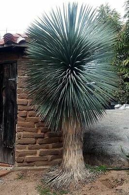 บีค ยุกค่า (Beaked Yucca) / 10 เม็ด (UK)