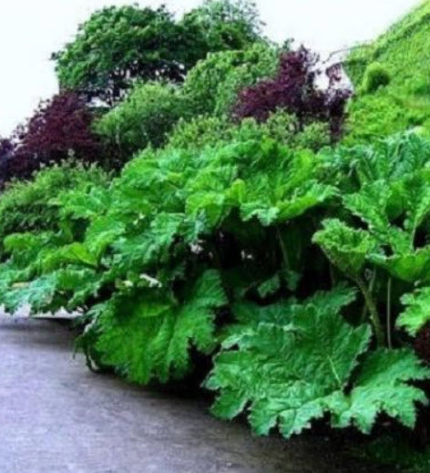 ไจแอนท์ รูห์บาบ (Giant rhubarb) / 20 เม็ด (France)*