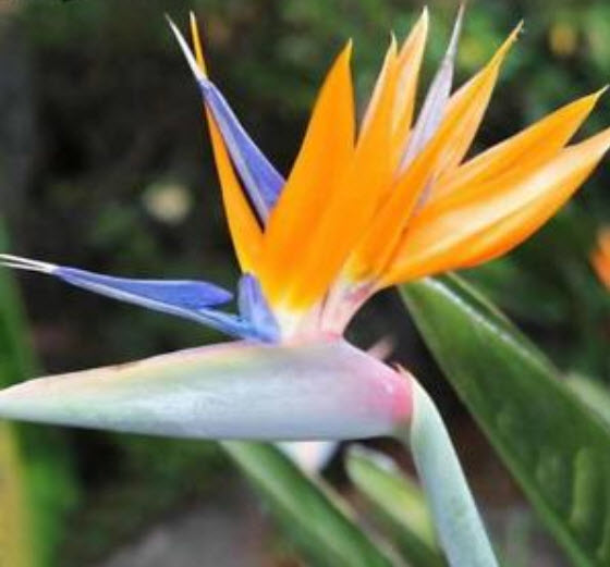 ปักษาสวรรค์ (Bird of Paradise) สีแดง / 20 เม็ด