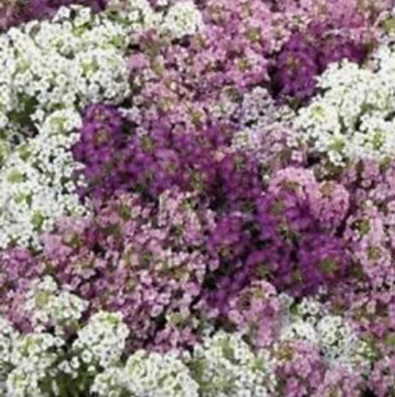 ไลแลค (Lilac) คละ / 30 เม็ด (นอก)