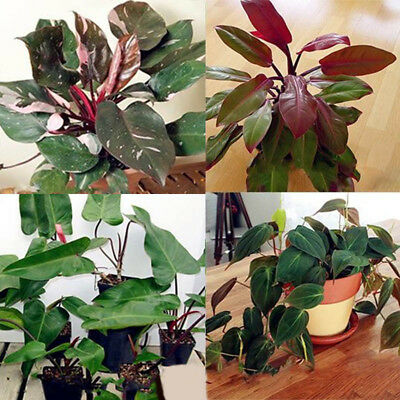 ฟีโล (Philodendron Erubescens) คละ / 50 เม็ด (China)