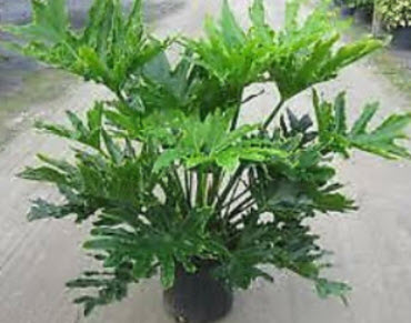 ต้นฟิโลใบมะละกอ (Philodendron selloum) กระถาง 8 นิ้ว