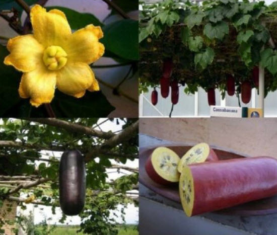 แตงคาซ่าบานานา (Cassabanana) / 5 เม็ด (France)