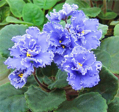 แอฟริกันไวโอเล็ต (African violet) คละ / 100 เม็ด (นอก)